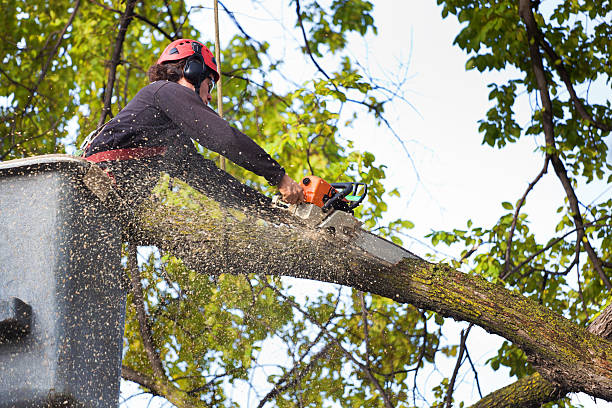 Best Arborist Consultation Services  in Eagle Lake, FL
